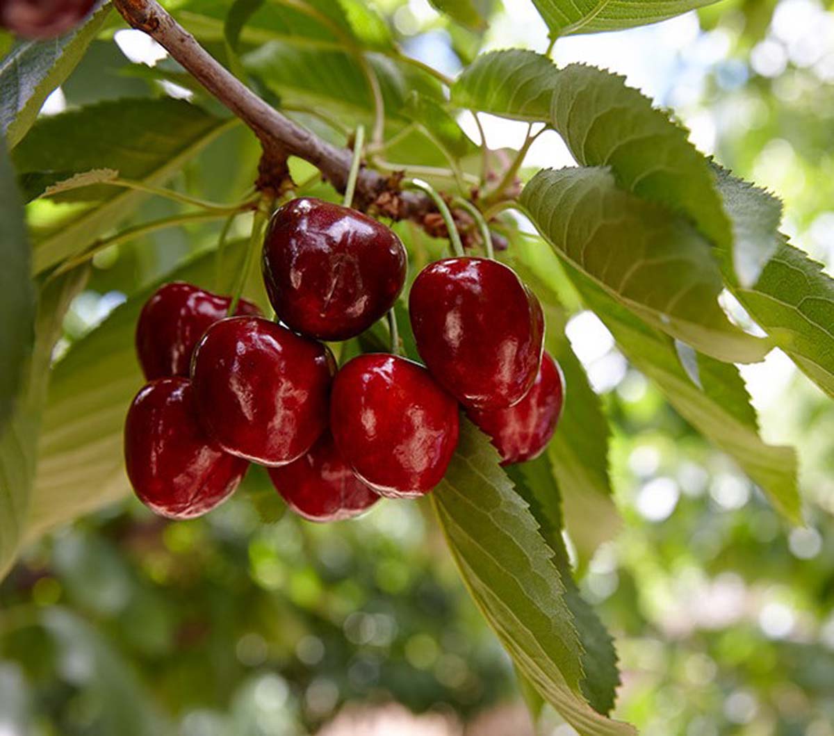 Prunus avium 'Regina' solitair vrucht