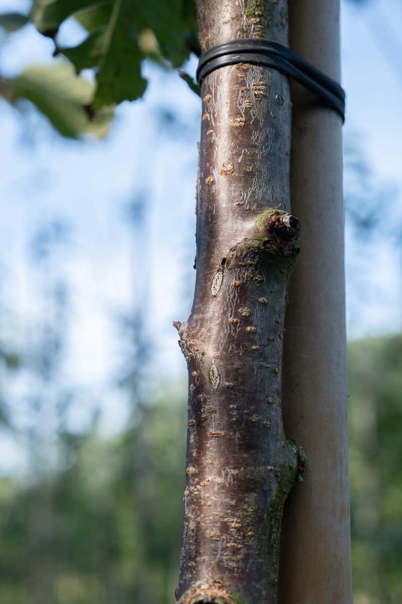 Prunus avium 'Regina' meerstammig / struik bast