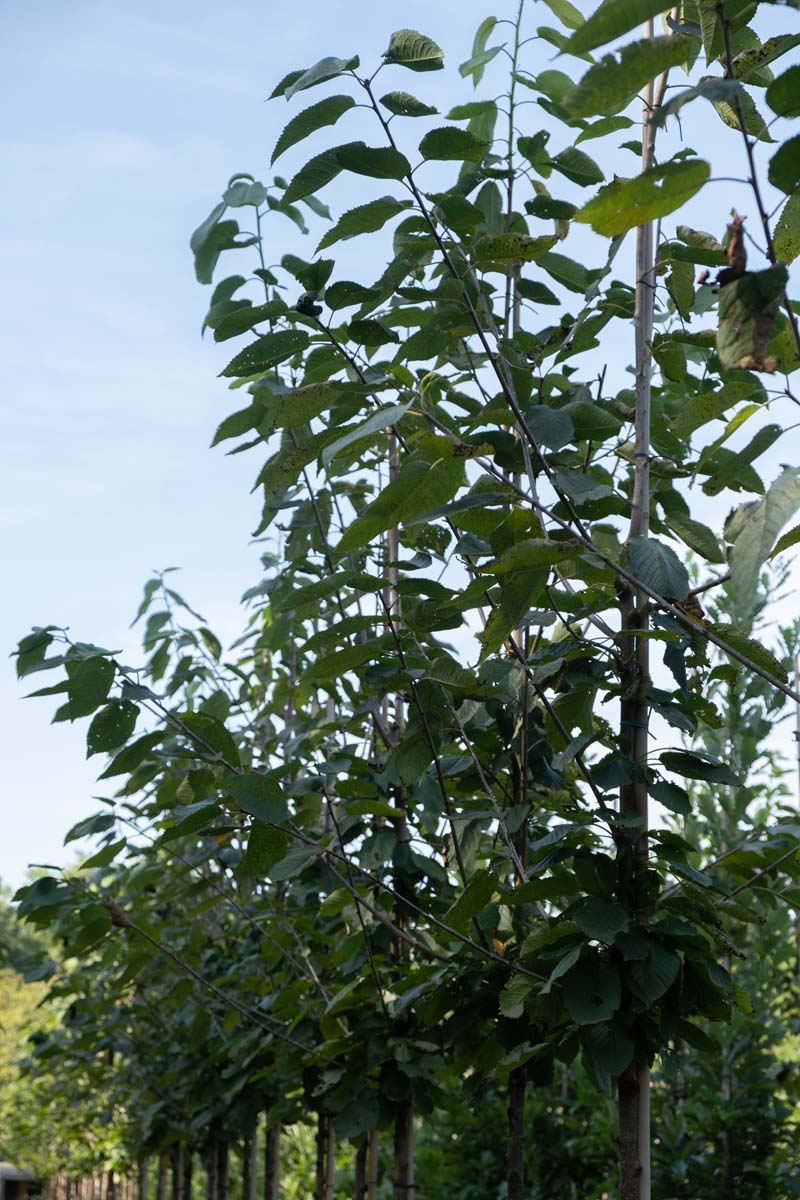 Prunus avium 'Regina' meerstammig / struik