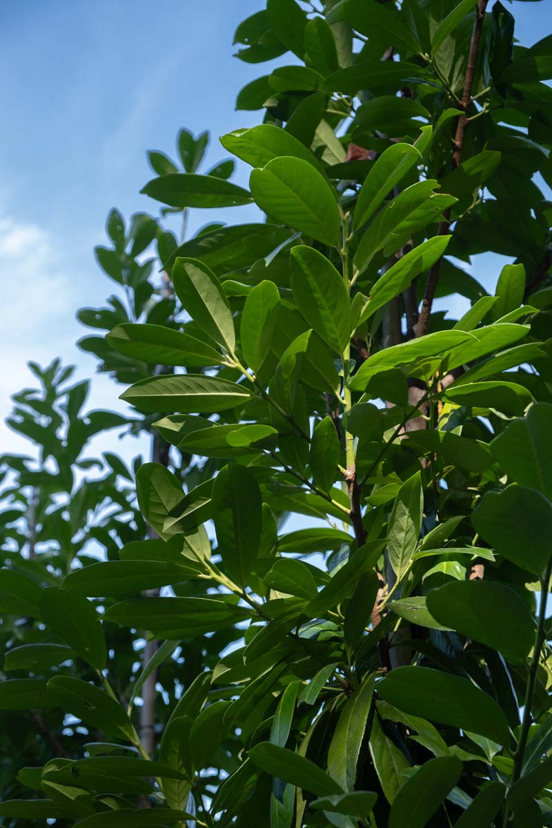 Prunus laurocerasus 'Novita' leiboom blad