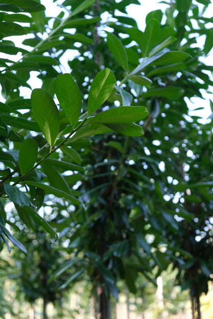 Prunus laurocerasus 'Novita' leiboom twijg