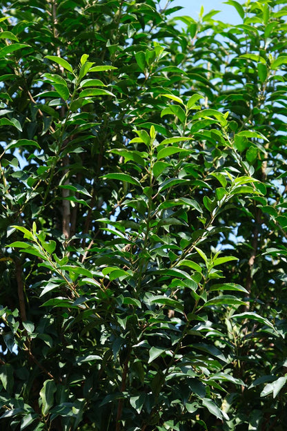 Prunus lusitanica 'Angustifolia' solitair blad