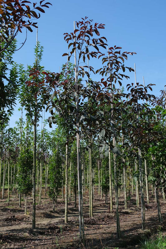 Juglans regia 'Purpurea' op stam