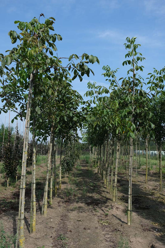 Juglans regia op stam op stam