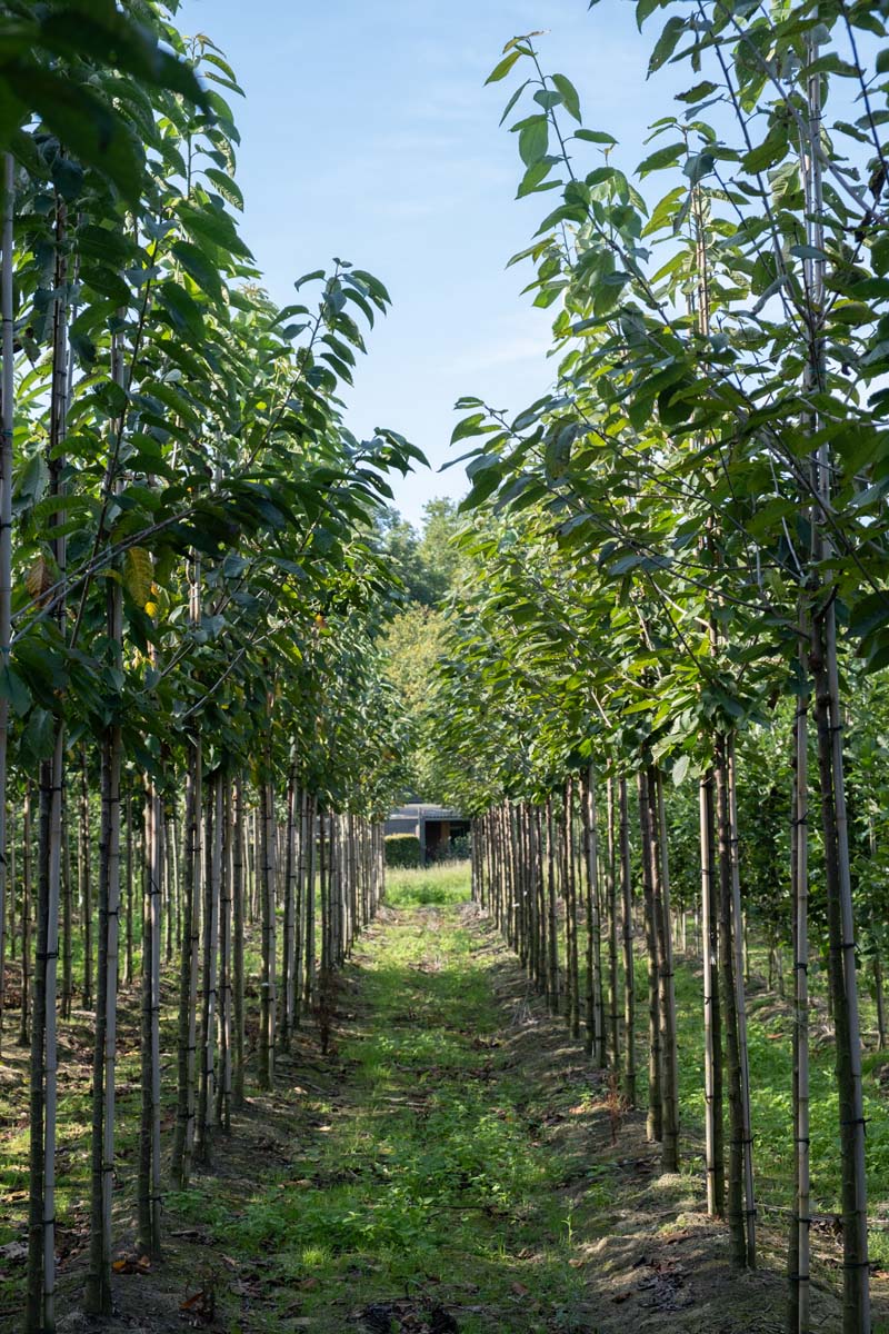 Prunus avium 'Lapins' op stam op stam