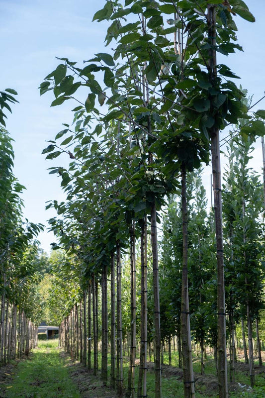 Prunus avium 'Regina' op stam op stam