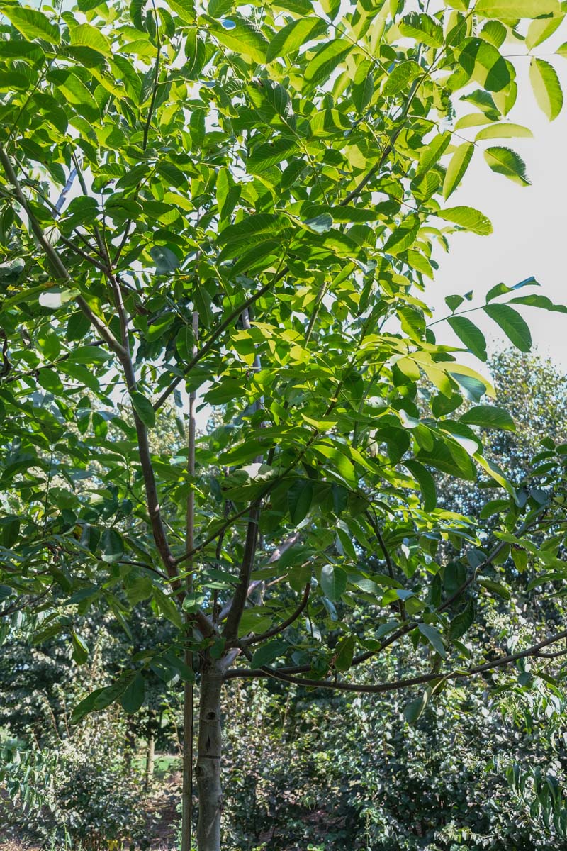 Juglans regia meerstammig / struik kroon