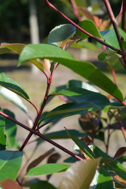 Photinia fraseri 'Red Robin' solitair blad