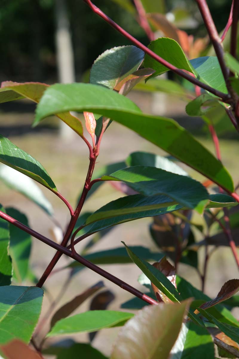 Photinia fraseri 'Red Robin' Tuinplanten blad