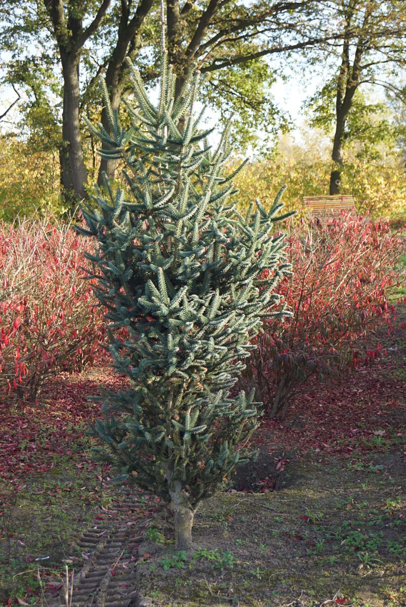 Abies pinsapo 'Fastigiata' solitair