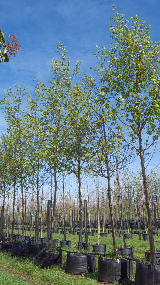 Betula papyrifera op stam op stam