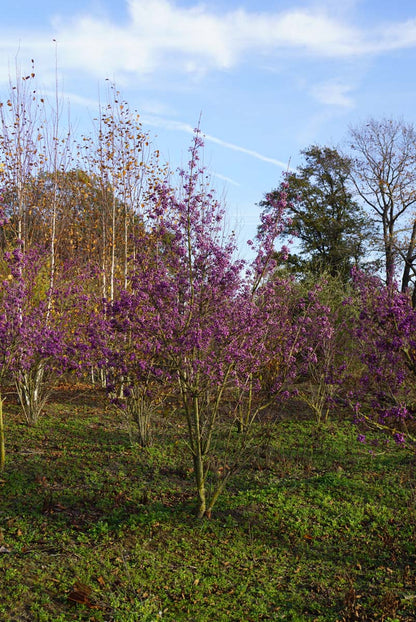 Callicarpa bodinieri 'Profusion' meerstammig / struik meerstammig