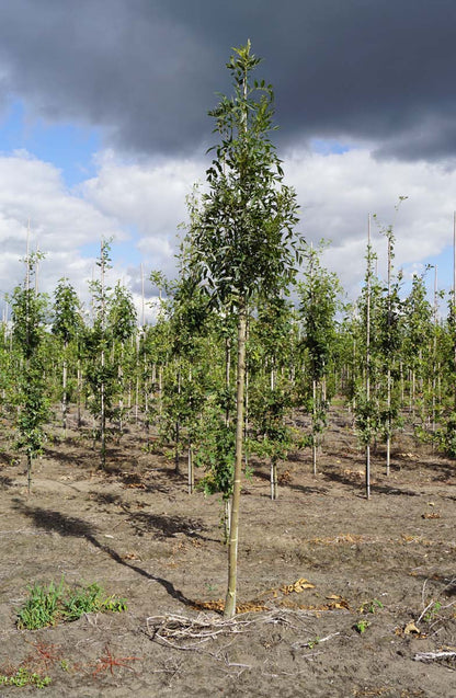 Fraxinus angustifolia 'Raywood' op stam op stam