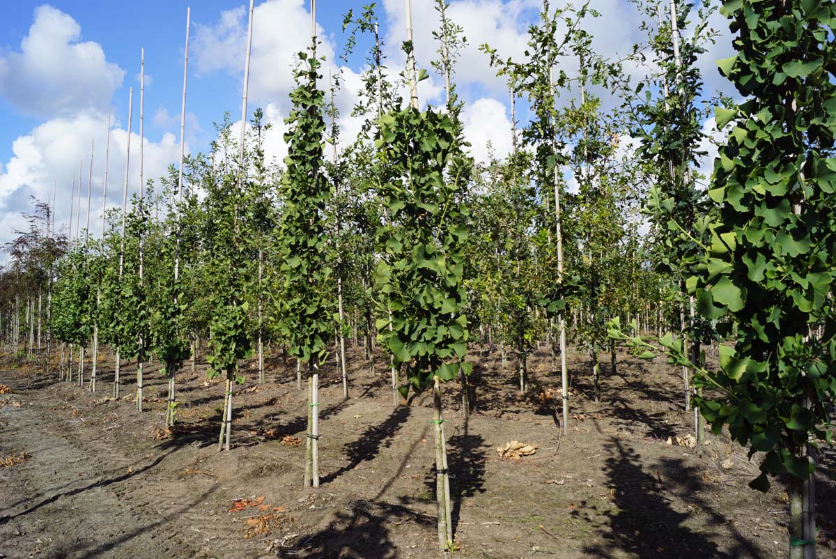 Ginkgo biloba 'Princeton Sentry' op stam op stam