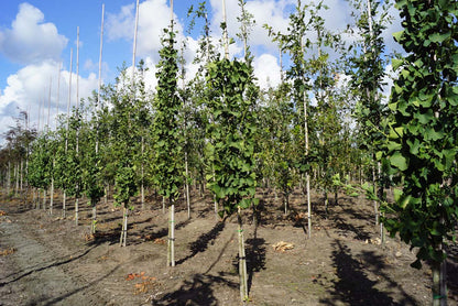 Ginkgo biloba 'Princeton Sentry' op stam op stam