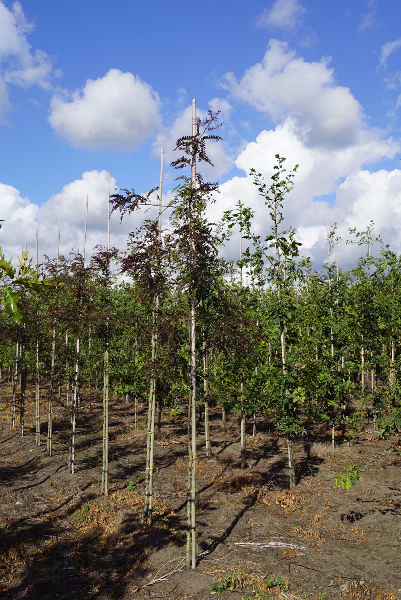 Gleditsia triacanthos 'Rubylace' op stam op stam