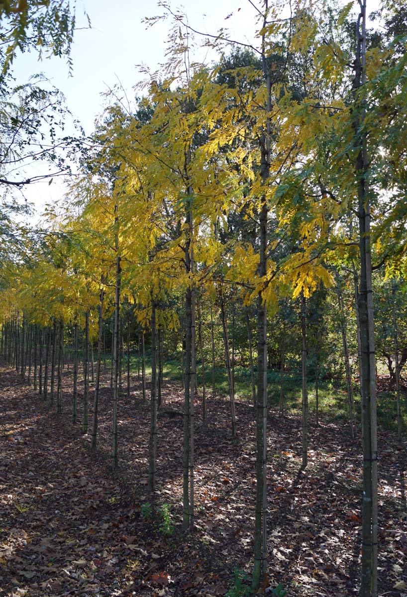 Gleditsia triacanthos 'Skyline' op stam op stam