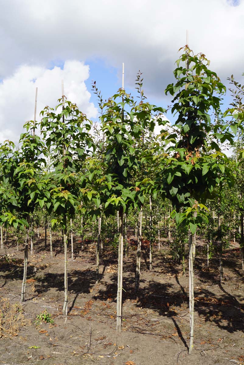 Liquidambar acalycina op stam op stam