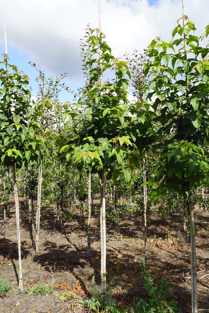 Liquidambar acalycina op stam op stam