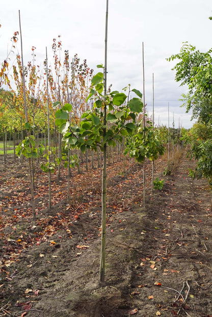 Magnolia 'Big Dude' op stam op stam