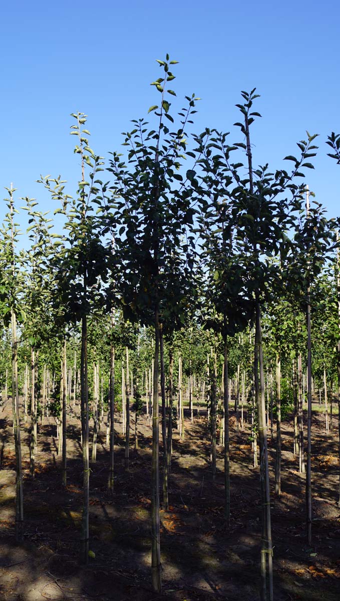 Malus domestica 'Jonagold' op stam op stam