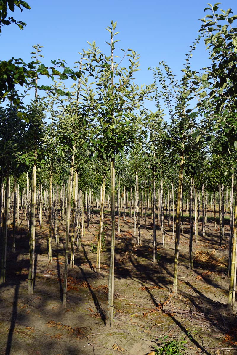 Malus domestica 'Notarisappel' op stam op stam