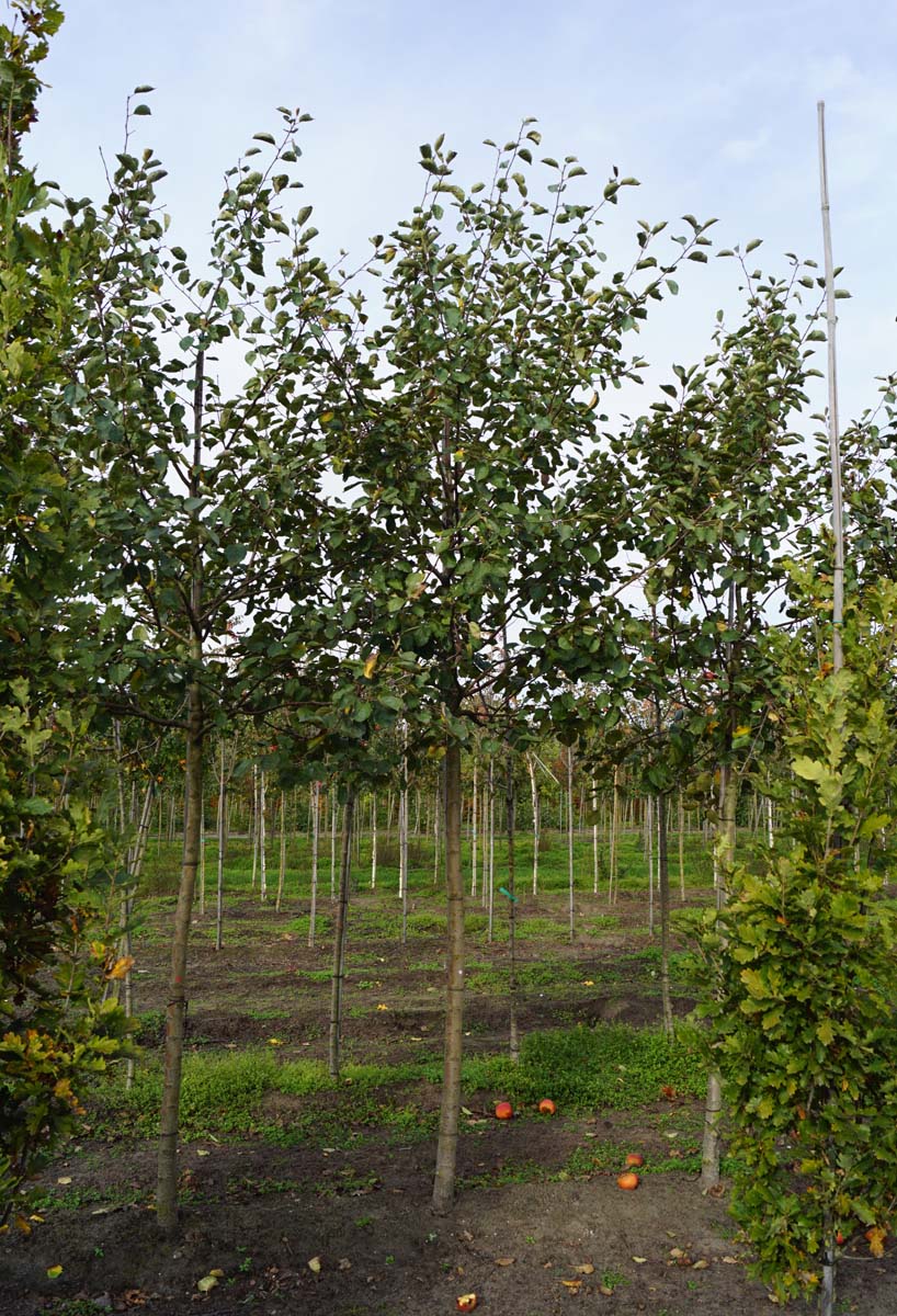 Malus domestica 'Rode Boskoop' op stam op stam