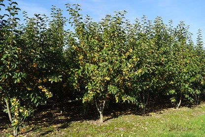 Malus 'Golden Henry' meerstammig / struik meerstammig