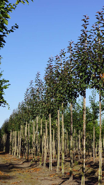 Malus 'Mokum' op stam op stam