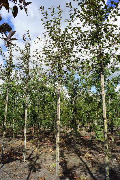 Malus 'Profusion' op stam op stam