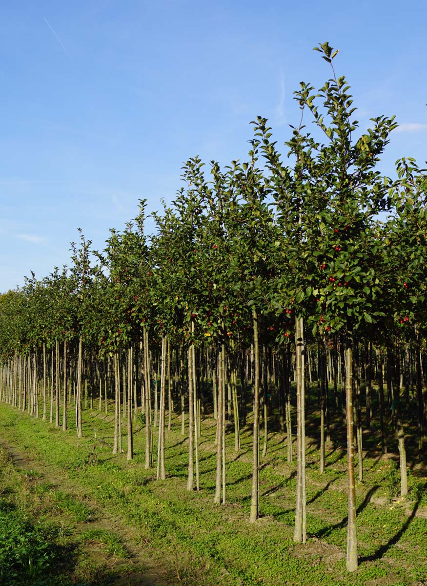 Malus 'Ydun' op stam op stam