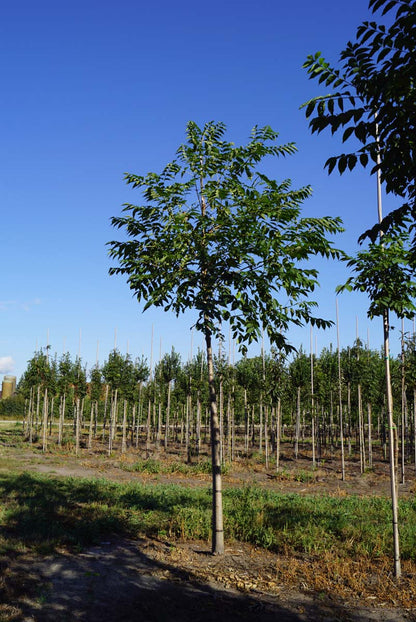 Phellodendron amurense op stam op stam