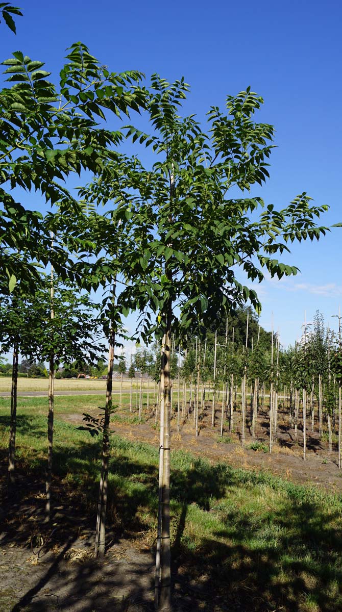 Phellodendron amurense op stam op stam