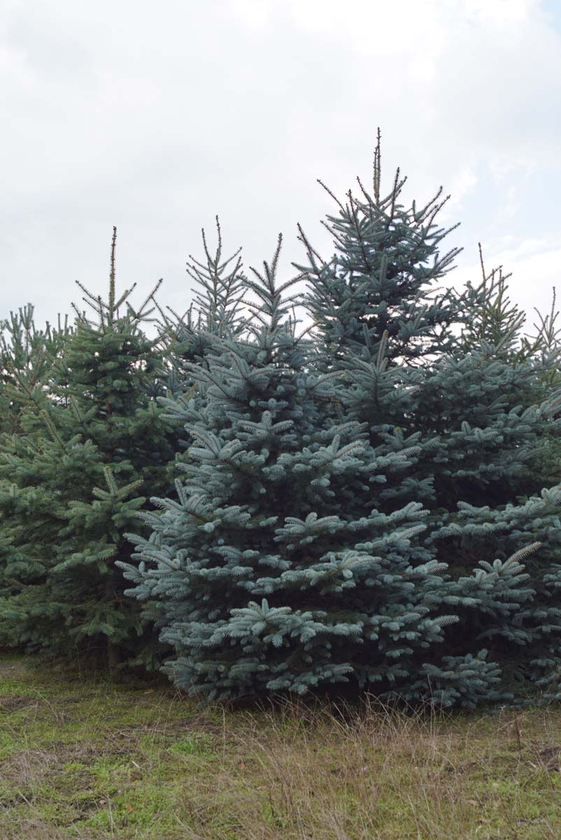 Picea pungens glauca solitair solitair