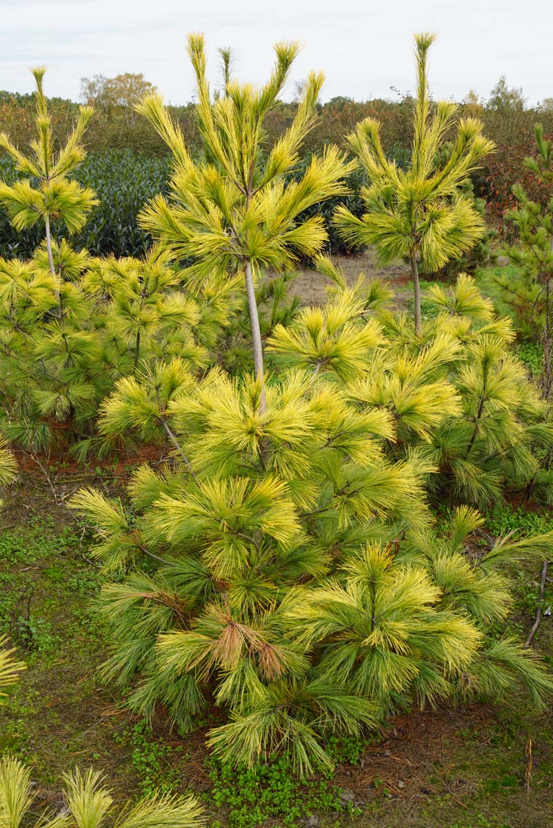 Pinus strobus 'Louie' solitair