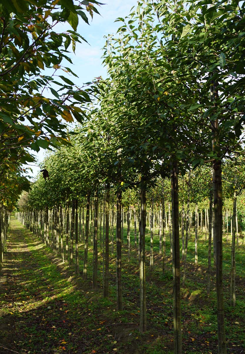 Prunus avium 'John Frost' op stam op stam