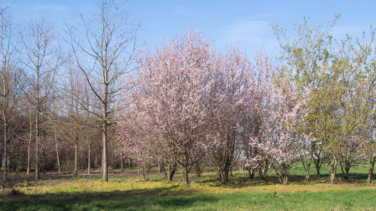 Prunus incisa 'Cunera' meerstammig / struik meerstammig