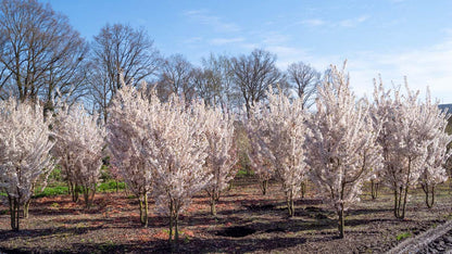 Prunus nipponica 'Brillant' meerstammig / struik struik