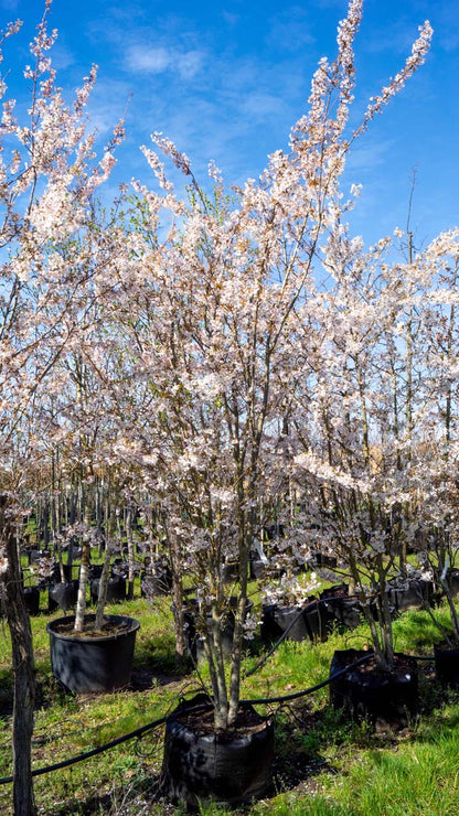 Prunus 'Pandora' meerstammig / struik meerstammig