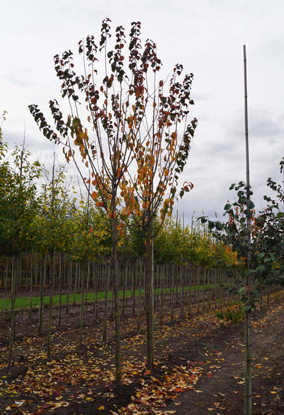 Prunus sargentii 'Rancho' op stam op stam