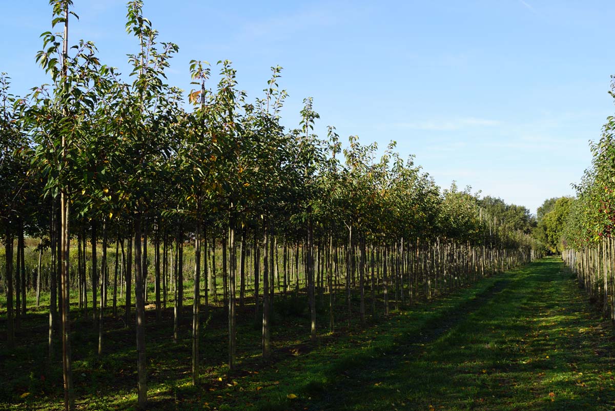 Prunus serrulata 'Hokusai' op stam op stam