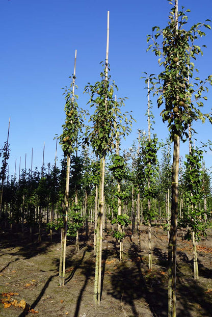 Pyrus communis 'Gieser Wildeman' op stam op stam