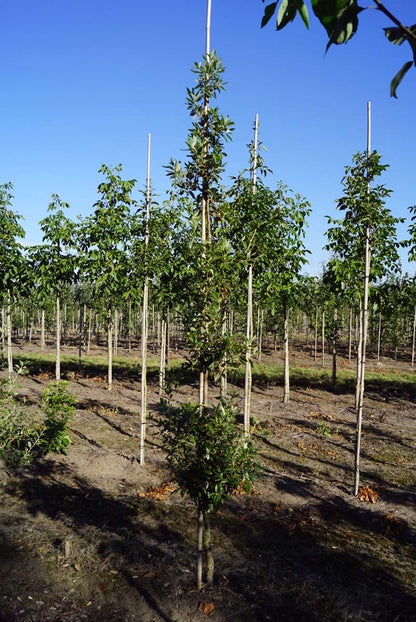 Quercus hispanica 'Fulhamensis' op stam op stam