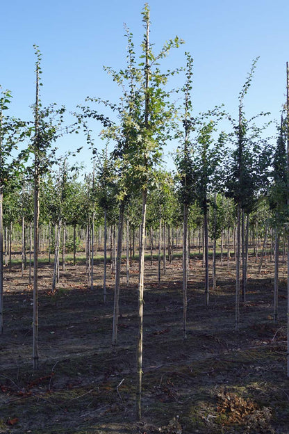 Quercus pubescens op stam op stam