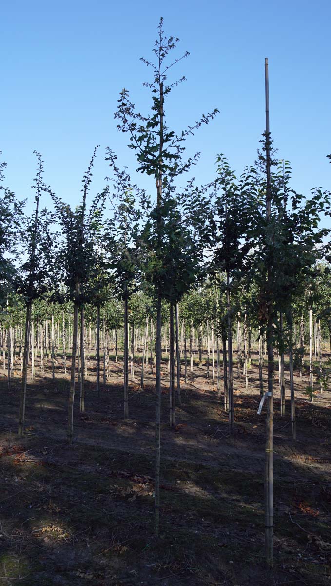 Quercus pubescens op stam op stam