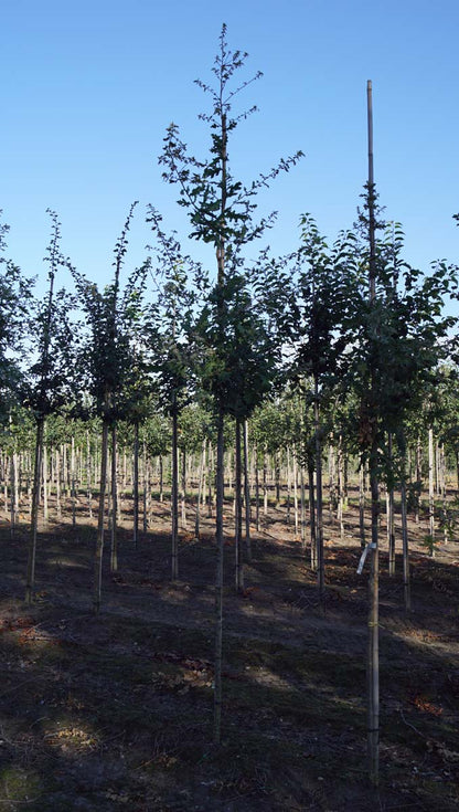 Quercus pubescens op stam op stam