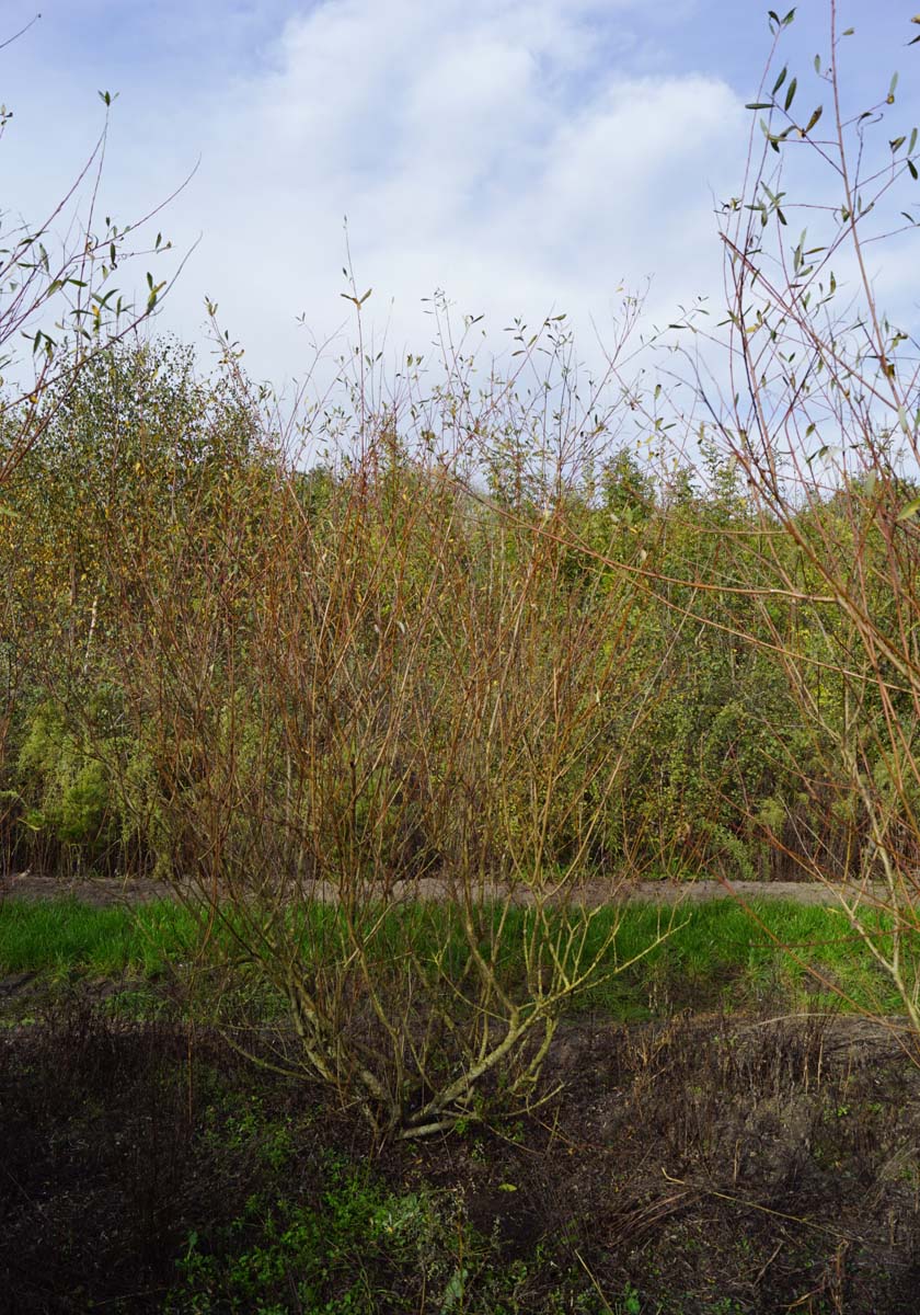 Salix purpurea meerstammig / struik struik