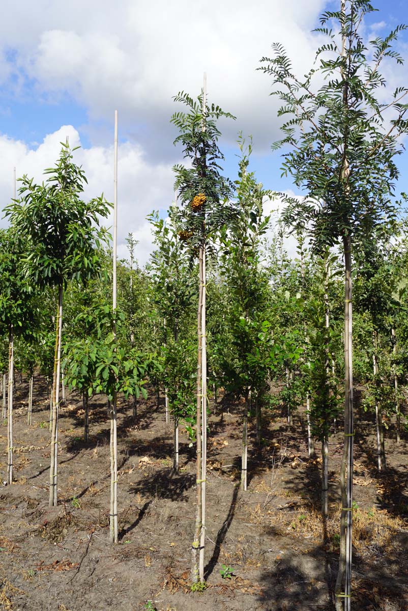 Sorbus scalaris op stam op stam