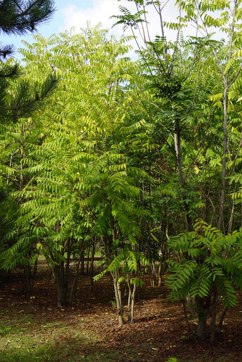 Toona sinensis meerstammig / struik meerstammig