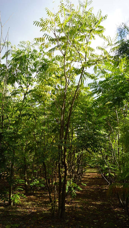 Toona sinensis meerstammig / struik meerstammig